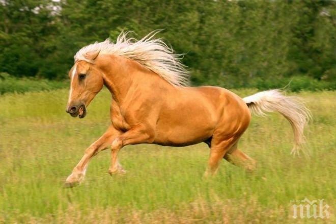 Спомина се най-възрастният кон в света