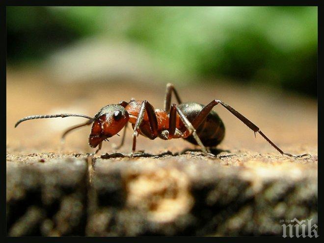 Австралиец оцеля в пустошта, ядейки мравки