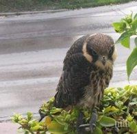 Експерти на РИОСВ – Варна спасиха млад сокол 