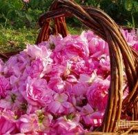 Бракуват розовите полета на Института по розата в Казанлък