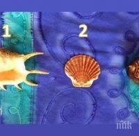 Уникален тест разкрива истинската ви същност: Изберете си черупка