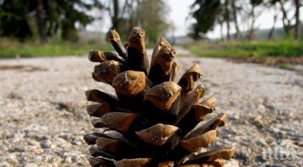 килограмова шишарка дрънна мъж главата заведе дело милиони долари