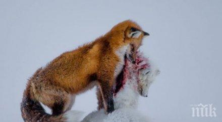 наградена снимка лисици припомня глобалното затопляне