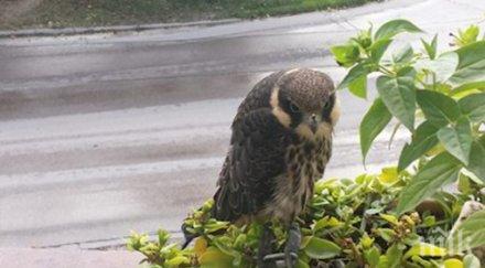 експерти риосв варна спасиха млад сокол