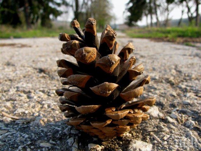 7-килограмова шишарка дрънна мъж по главата, той заведе дело за милиони долари