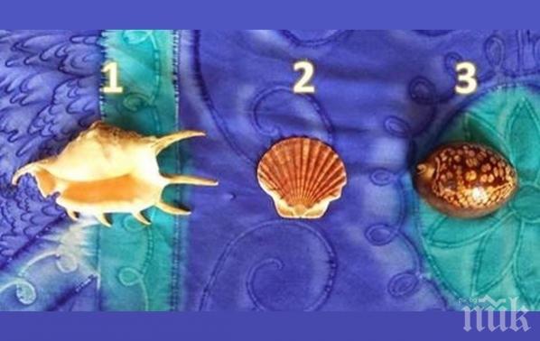 Уникален тест разкрива истинската ви същност: Изберете си черупка