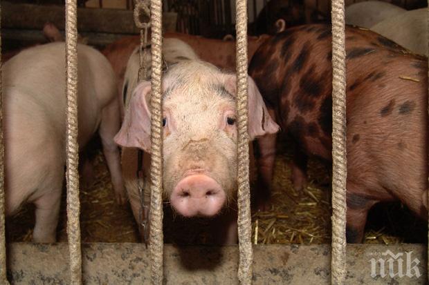 Учени откриха: Органи от прасета биха могли да се трансплантират на хора