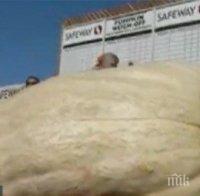 Тиква тежи 893 кг и струва 11 000 долара