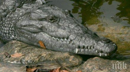 изумително откриха човека алигатор снимка