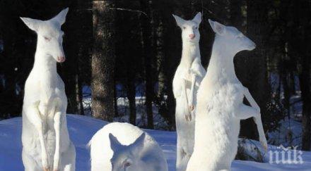 снимки животни албиноси снимки