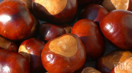 видях една жена събираше кестени реших попитам научих реших споделя теб