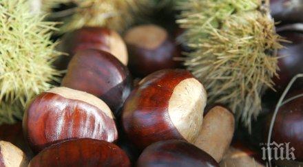 започва празникът кестена село брежани