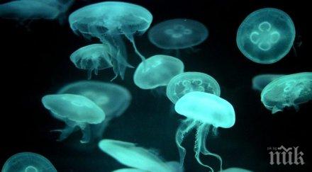 депутат медузите черно море отказали българите летуват нас