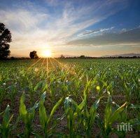 С пари от ниви кърпим семейния бюджет