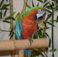 Екзотични папагали тръгват на национално турне от Пловдив