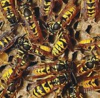 Стотици пчели влетяха в самолет в САЩ