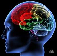 Имунните клетки на мозъка са хиперактивни при шизофрения