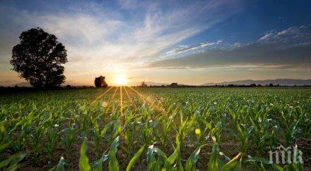 пари ниви кърпим семейния бюджет