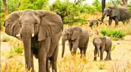 зимбабве отстреляха слон считан национално богатство страната