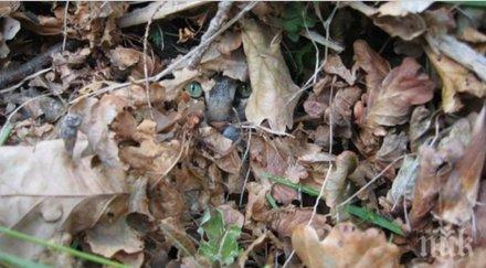 тотално различни снимки обединени въпроса абе котката част