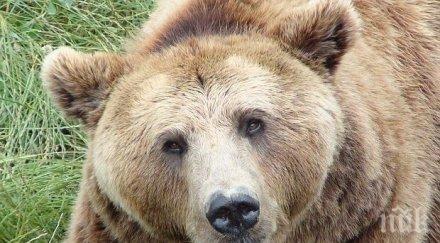 зоопаркът габрово закриване