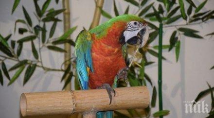 екзотични папагали тръгват национално турне пловдив