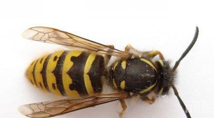 инцидент благоевград oси нажилиха майстор изпадна алергичен шок