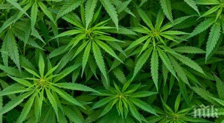 албания конфискува тона канабис