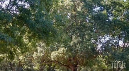 искат милиона лева парцел морето