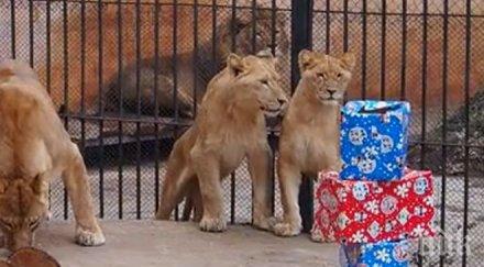 пик първи рожден ден лъвчетата варненския зоопарк