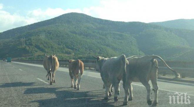 Крава предизвика катастрофа край Крумовград