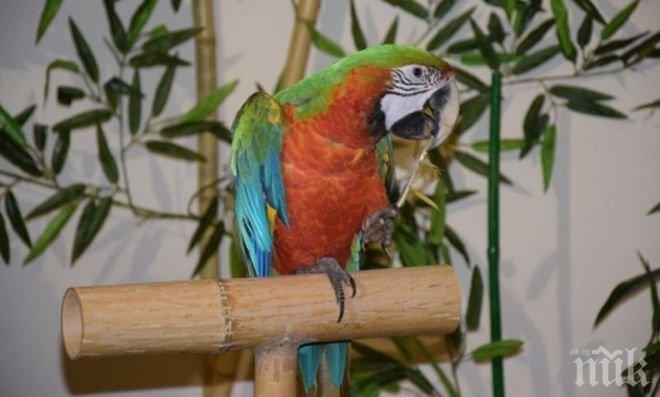 Екзотични папагали тръгват на национално турне от Пловдив