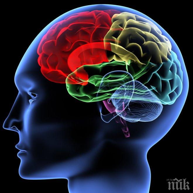 Имунните клетки на мозъка са хиперактивни при шизофрения