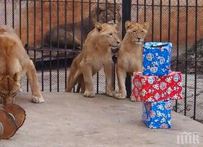 ПИК ТV: Първи рожден ден на трите лъвчетата във варненския зоопарк