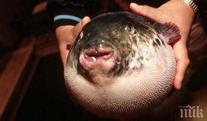 Две килограмова риба падна от небето върху къща във Финландия