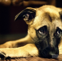 Спряха опит за провеждане на незаконни боеве с кучета в Пазарджишко