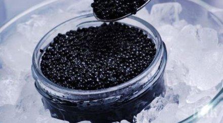 отглеждат хайвер трънска банкя