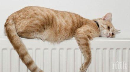 пускат парното изборите