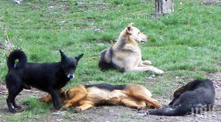 души кучета задържани село звъничево акцията незаконни боеве животни