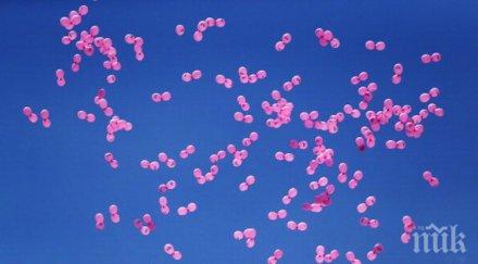 1200 розови балона полетят небето софия