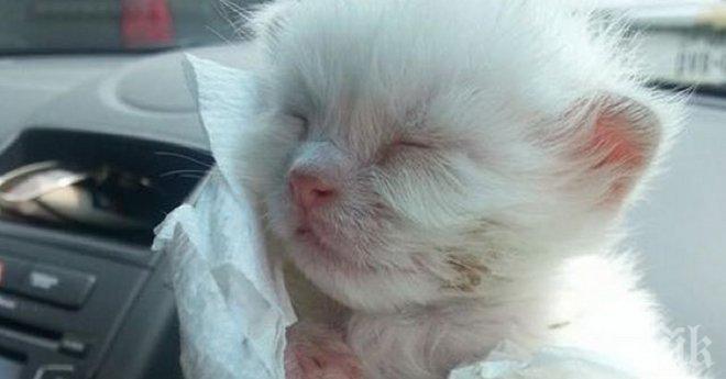 Този беззащитен мъник е открит, когато е само на десет дни. Какво се случва по-късно? Как изглежда той сега?