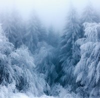 Валежите в Белгия нарушиха движението на влакове и самолети