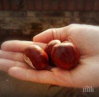 Кестени в джоба пазели Димков от лоша енергия

 