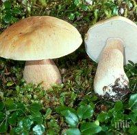Семейство се натрови с гъби! Съпрузите са в критично състояние
