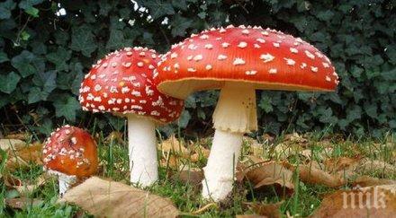 мъж натрови гъби сандански мъжът критично състояние пирогов