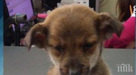 зверство боядисаха изхвърлиха кученце кофа козлодуй