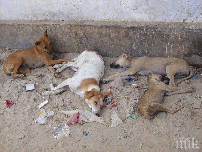 Около 170 са загиналите котки и кучета в Пловдив от началото на годината