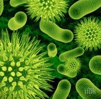Пробиотична бактерия помага при безпокойство и проблеми с паметта
