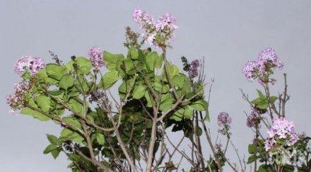 люлякът цъфна балчик снимки