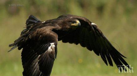 болницата диви животни стара загора върна природата степен орел